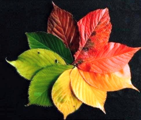 lovely leaves
